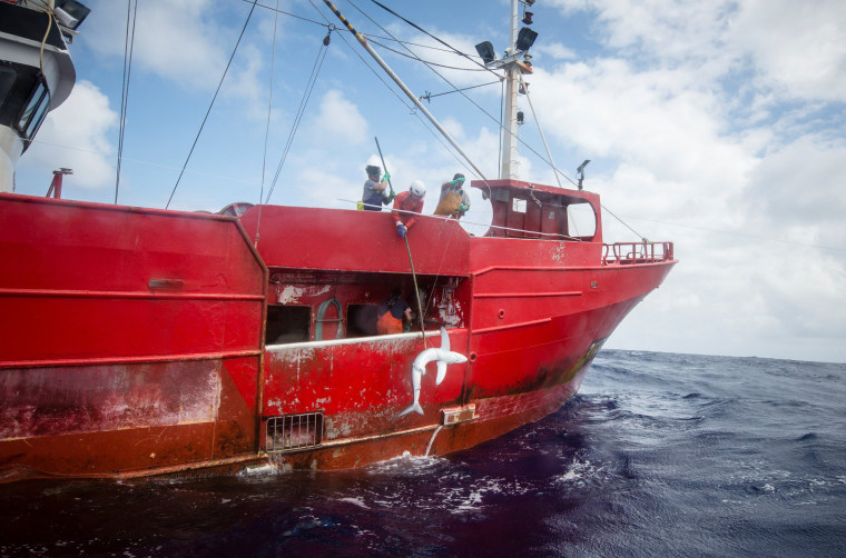 Image: Spanish fishing vessel captures sharks near the Portuguese Azores