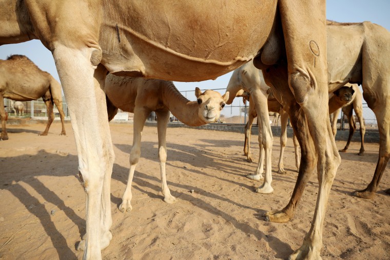 Image: A general view of camels at a farm in Adhen Village