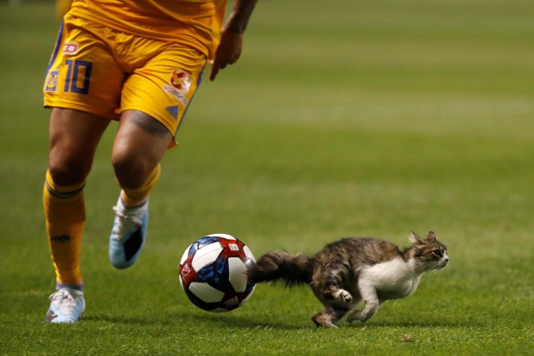 Image: MLS: Leagues Cup-Tigres UANL at Real Salt Lake