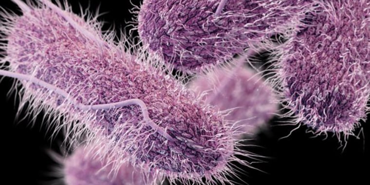 Drug-resistant bacteria
