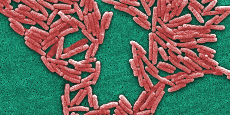 Magnified 6500X, this digitally colorized scanning electron microscopic (SEM) image depicted a large number of Legionella pneumophila bacteria.