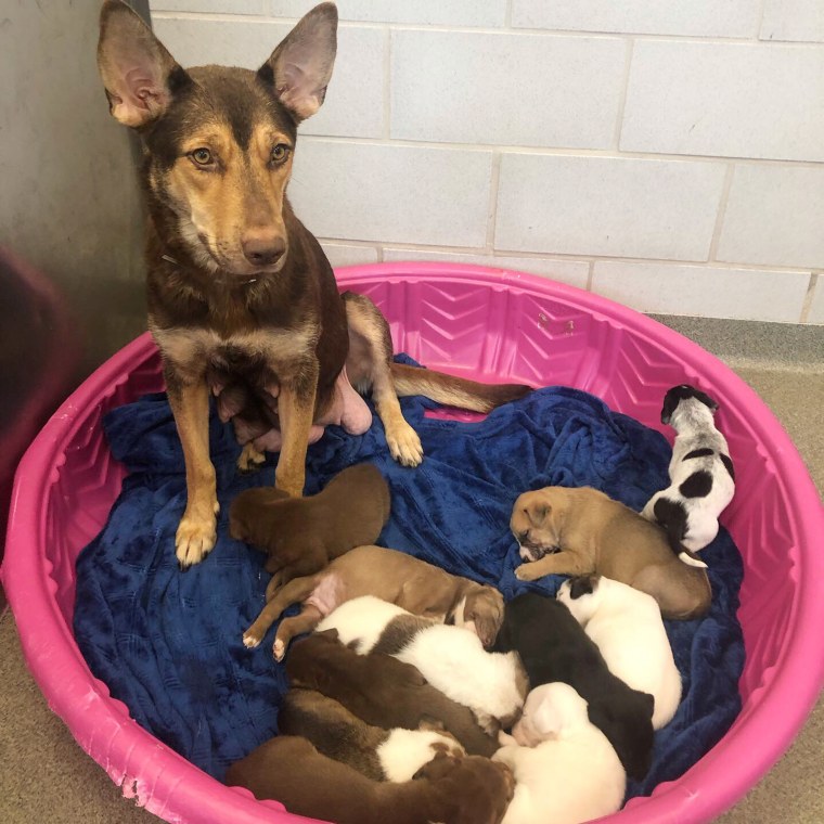 This mama pooch is very happy to be staying with her pups.