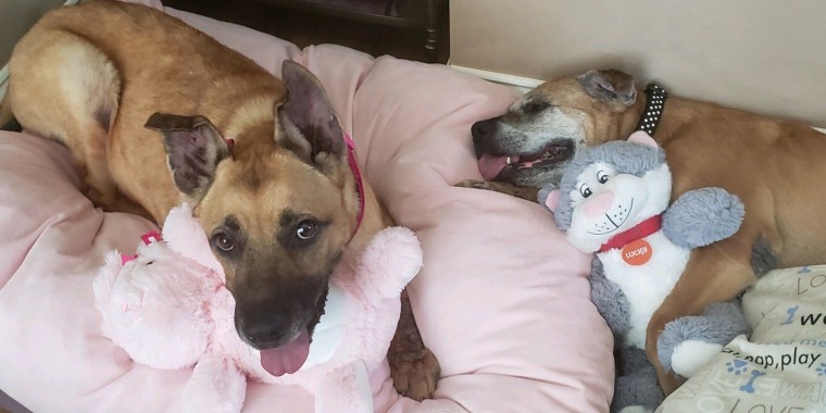 A miracle adoption gave three senior dogs a forever home. 
