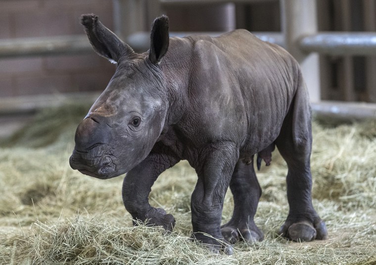 Image: A day-old southern white rhino calf stands on its wobbly legs at the Nikita Kahn Rhino Rescue Center at the San Diego Zoo Safari Park in California on July 29, 2019. The rhino was the first successful artificial insemination birth of a southern whi