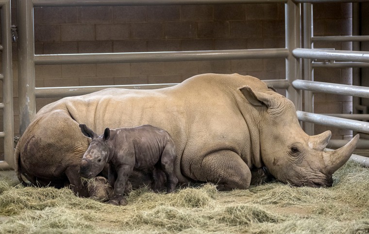 Image: A day-old southern white rhino calf rests beside his mother, Victoria, at the Nikita Kahn Rhino Rescue Center at the San Diego Zoo Safari Park in California on July 29, 2019. The rhino was the first successful artificial insemination birth of a sou