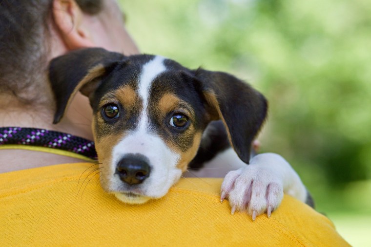 A dog named Sophia enjoys a cuddle.