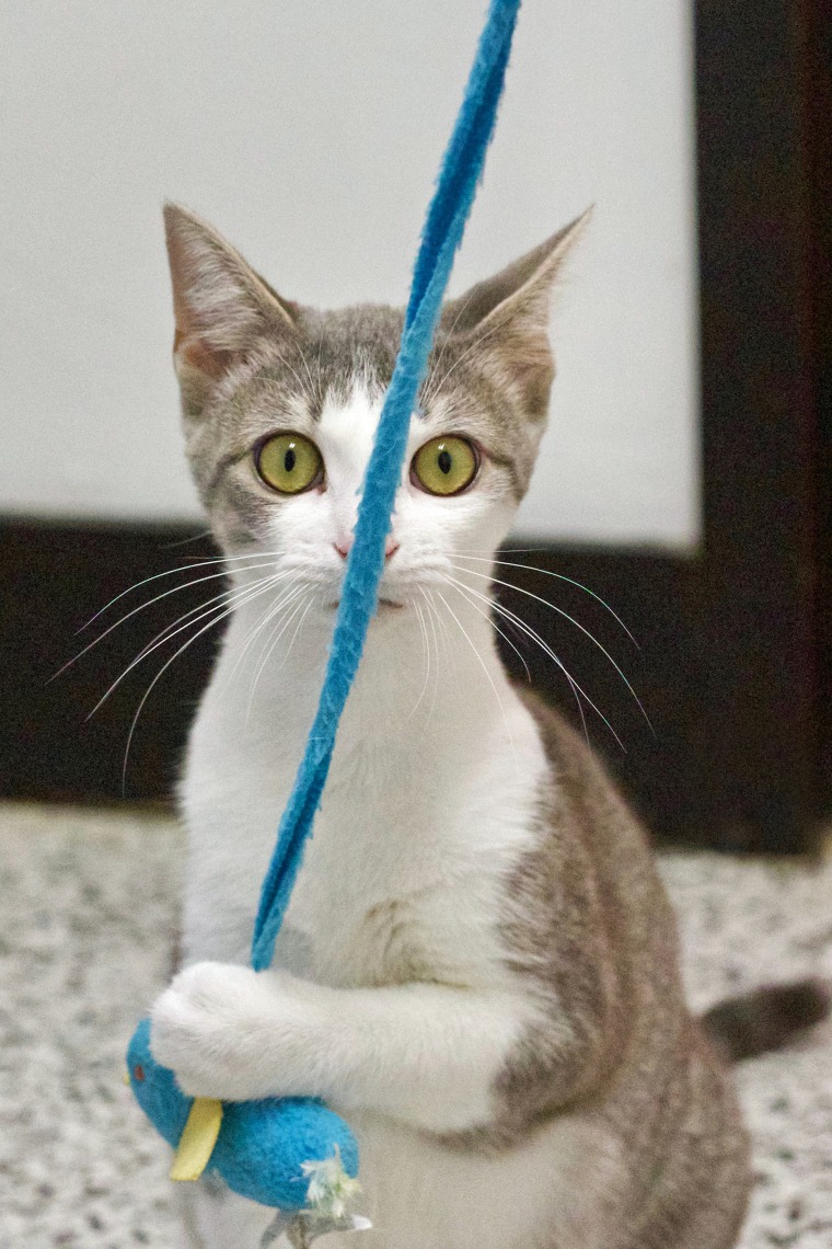 A cat named Daisy plays with yarn.