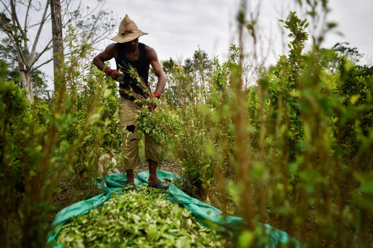 Image: FILES-COLOMBIA-COCA-LEAF-REPORT