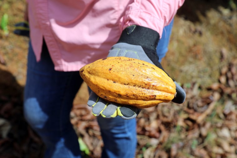 Iris Jeannette grows coffee, bananas, plantains and cacao, among other things in her farm in Puerto Rico. Cacao, above, is used to make chocolate.