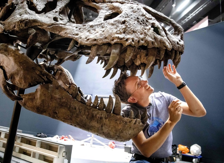 Image: TOPSHOT-NETHERLANDS-T.REX-TRIX-NATURALIS