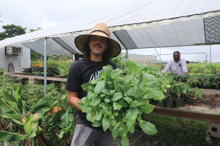Francisco Castro holds young tobacco plants at HydrOrganica farm in Rio Grande, Puerto Rico on May 20, 2019.