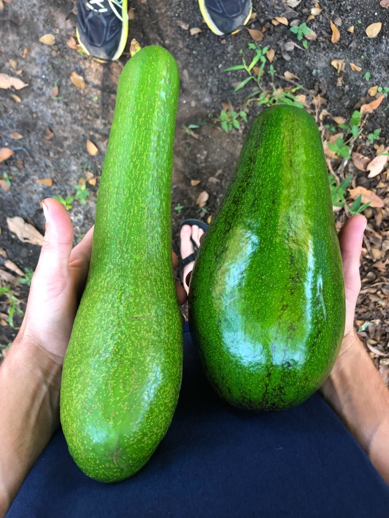 different sized avocados for comparison