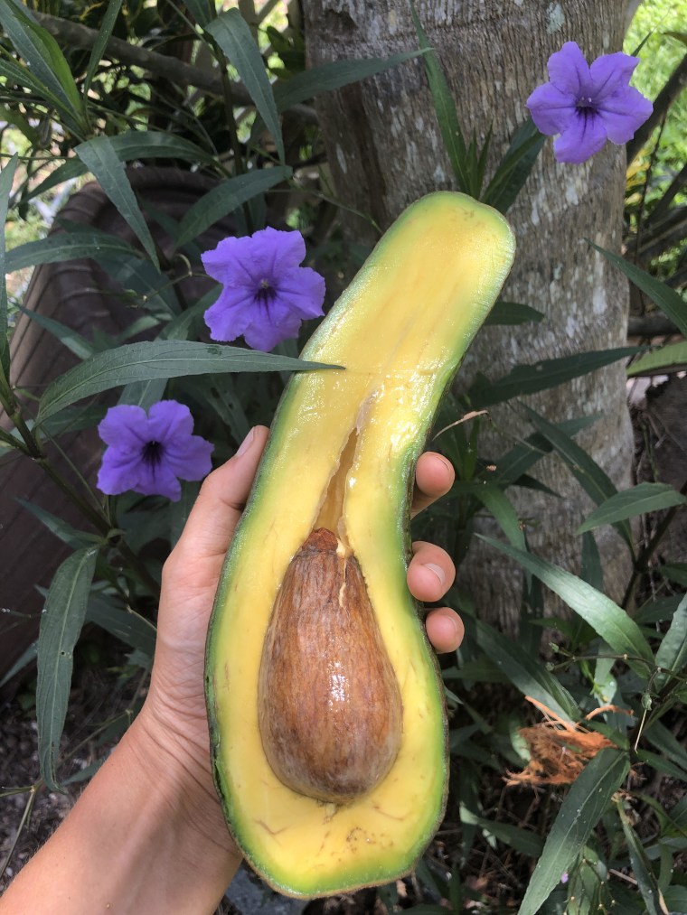The inside of a long neck avocado