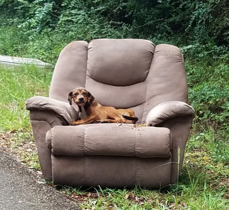 Starving dog abandoned with recliner thrives in forever home