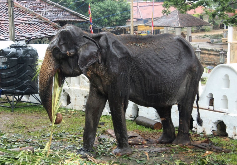 Emaciated elephant Takiri performs at a Kandy festival in Sri Lanka