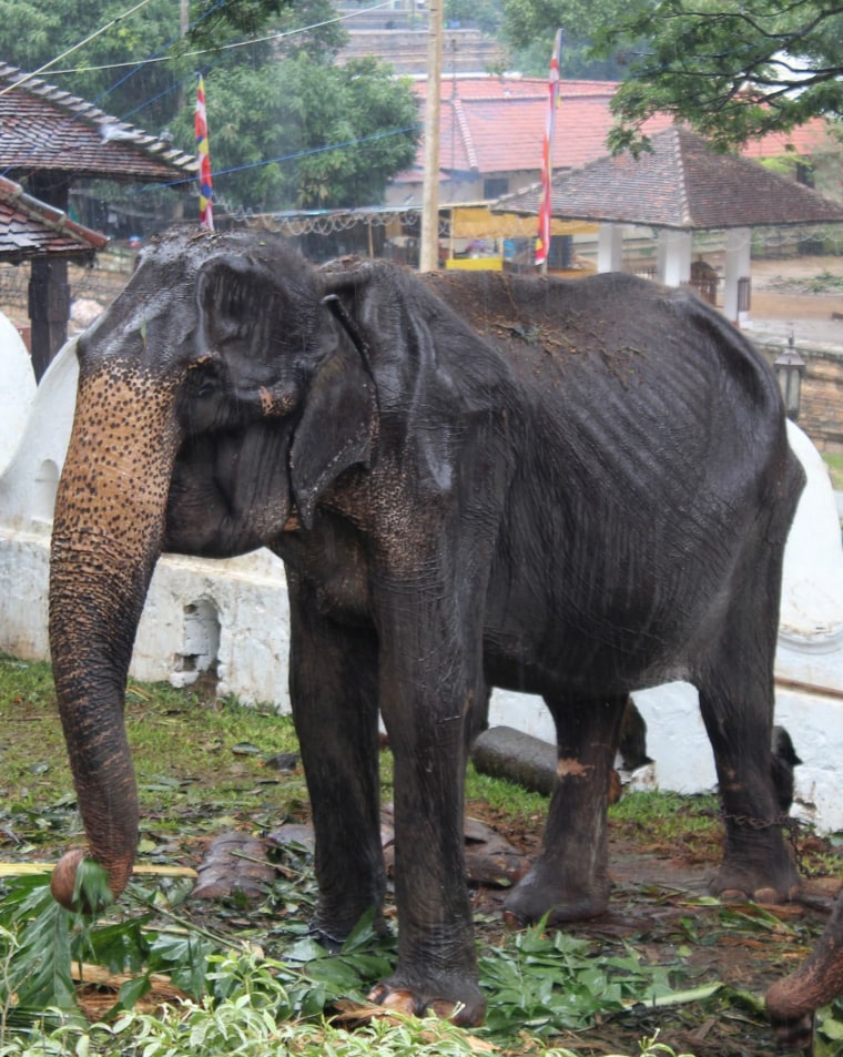 Emaciated elephant Takiri performs at a Kandy festival in Sri Lanka