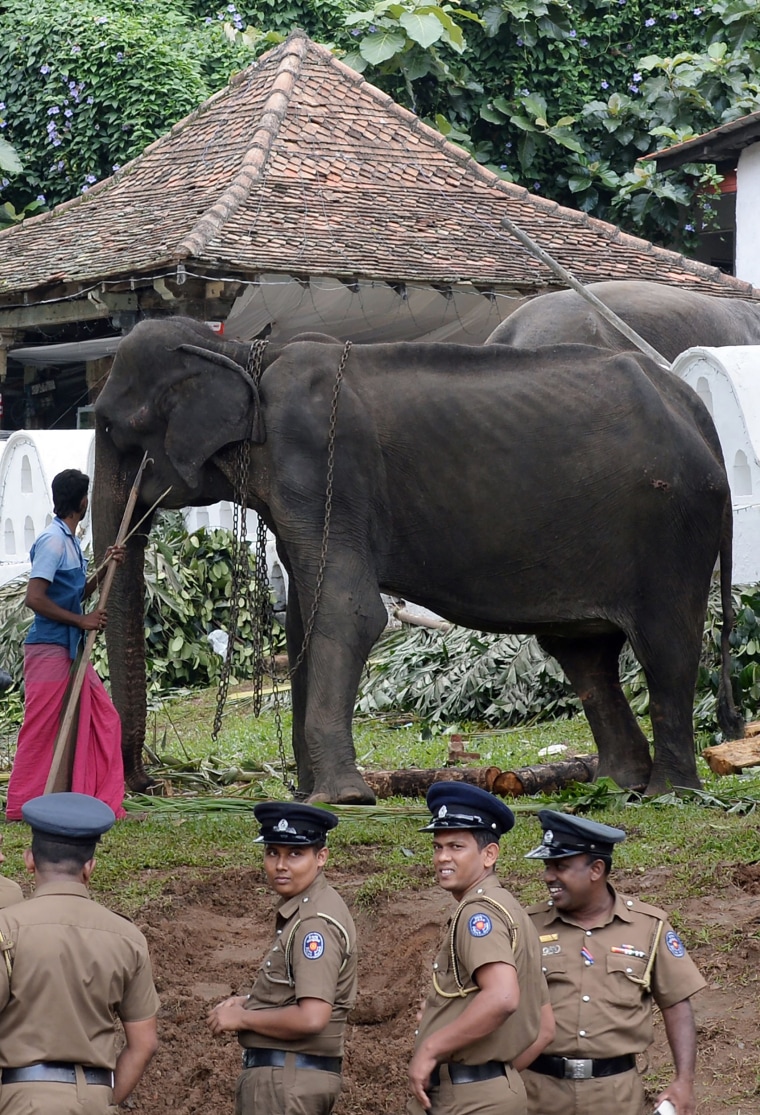 Emaciated elephant Takiri performs at a Kandy festival in Sri Lanka