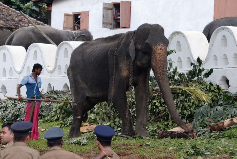 Emaciated elephant Takiri performs at a Kandy festival in Sri Lanka
