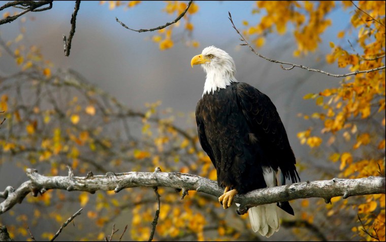 Image: FILE PHOTO: A bald eagle sits in a tree in the Chilkat Bald Eagle Preserve near Haines, Alaska
