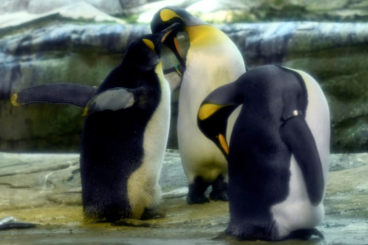 Image: Ping and Skipper, a pair of male king penguins, at the Berlin Zoo on Aug. 9, 2019. The pair adopted an egg abandoned by its mother.