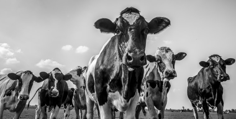 Cows in a field close up in black and white