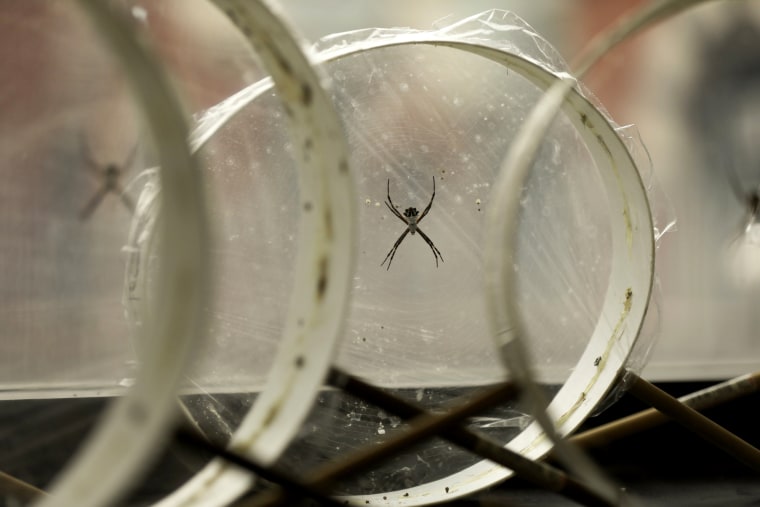 Image: Silver garden spiders in their webs at Cheryl Hayashi's lab at the American Museum of Natural History in New York.