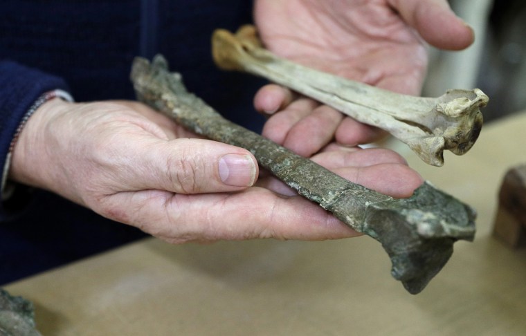 Image: Dr. Paul Scofield, senior curator natural history at Canterbury Museum, holds the fossil, a tibiotarsus, left, next to a similar bone of an Emperor Penguin in Christchurch, New Zealand