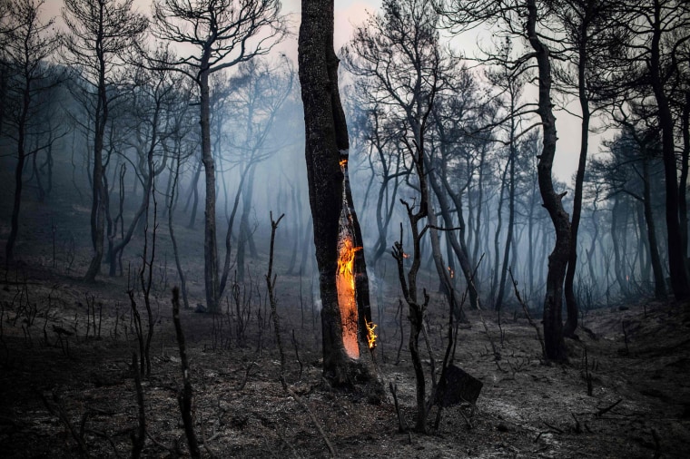 The trunk of a tree burns following a wildfire near the village of Makrimalli on the island of Evia, Greece, on Aug. 14, 2019. Hundreds of villagers were evacuated the previous day and the Greek prime minister cancelled a vacation as scores of firefighters battled a major wildfire on the country's second-largest island.