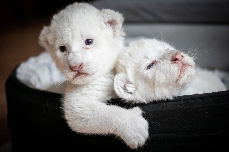 Two white lion cubs named Nala and Simba lay in their basket at the association \"Caresse de tigre\", at La Mailleraye-sur-Seine, France on Aug. 11, 2019.