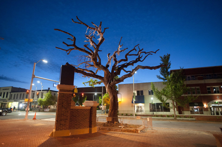 Image: Auburn University decided to remove the dying oaks after they were poisoned by a rival fan shortly after the 2010 Iron Bowl.