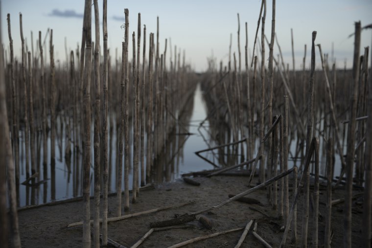 Image: Corn stalks near Percival, Iowa, remain submerged on August 14, 2019, by floodwaters from the Missouri River that overtook small towns and farmland in the Midwest.