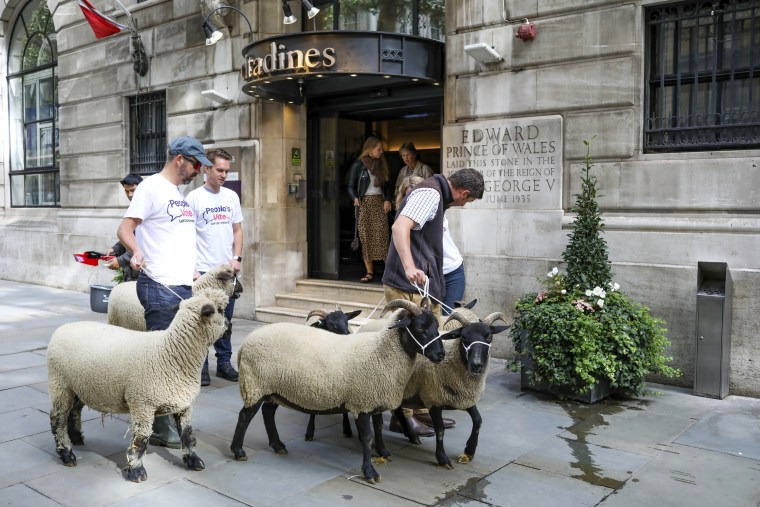 Image: Demonstrators walk a flock of sheep through London to highlight the risk Brexit presents to livestock on Aug. 15, 2019.
