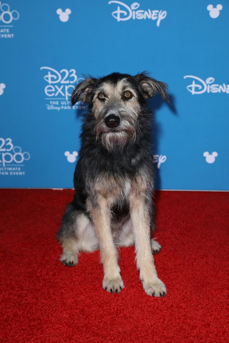 Monte, the rescue dog, who plays Tramp in the live-action remake of "Lady and the Tramp"