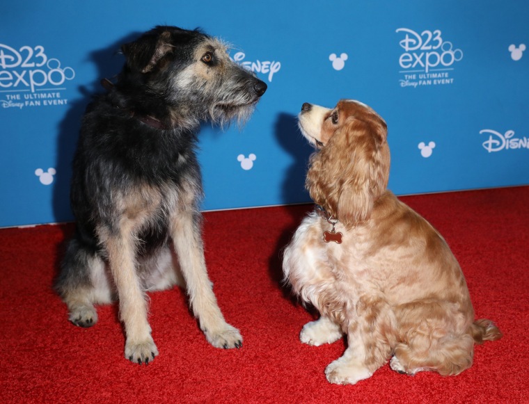 Lady and the Tramp dogs at D23 Expo in Anaheim, California.