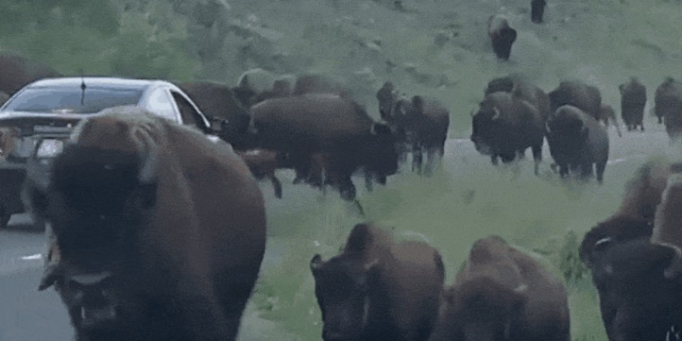 Image: Bison Stampede Yellowstone