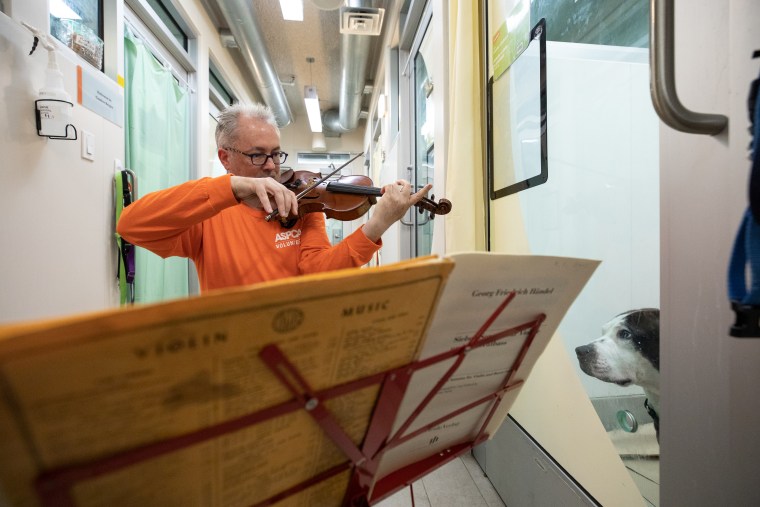 Martin Agee plays his violin for a dog at the ASPCA's Animal Recovery Center in New York.