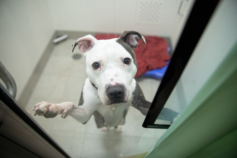 A dog greets the camera at the ASPCA's Animal Recovery Center in New York.