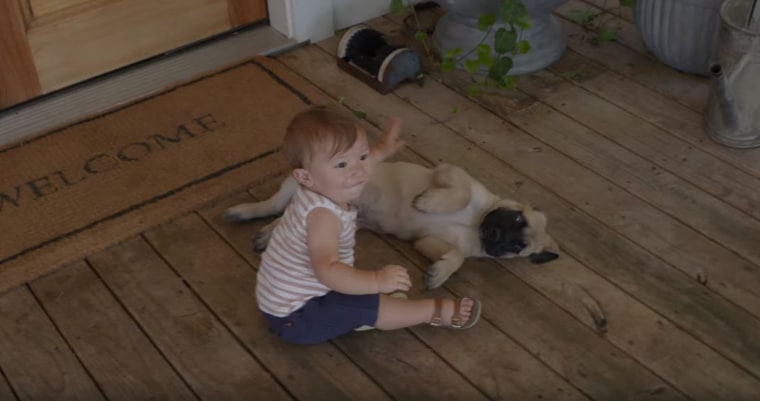 Toddlers need instructions on how to handle adorable pups.