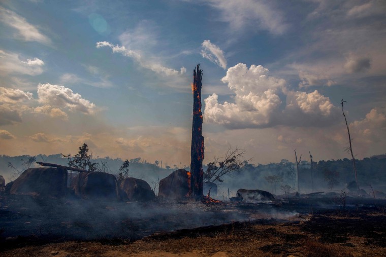 Image: A burnt area of forest in Altamira, Para state, Brazil,