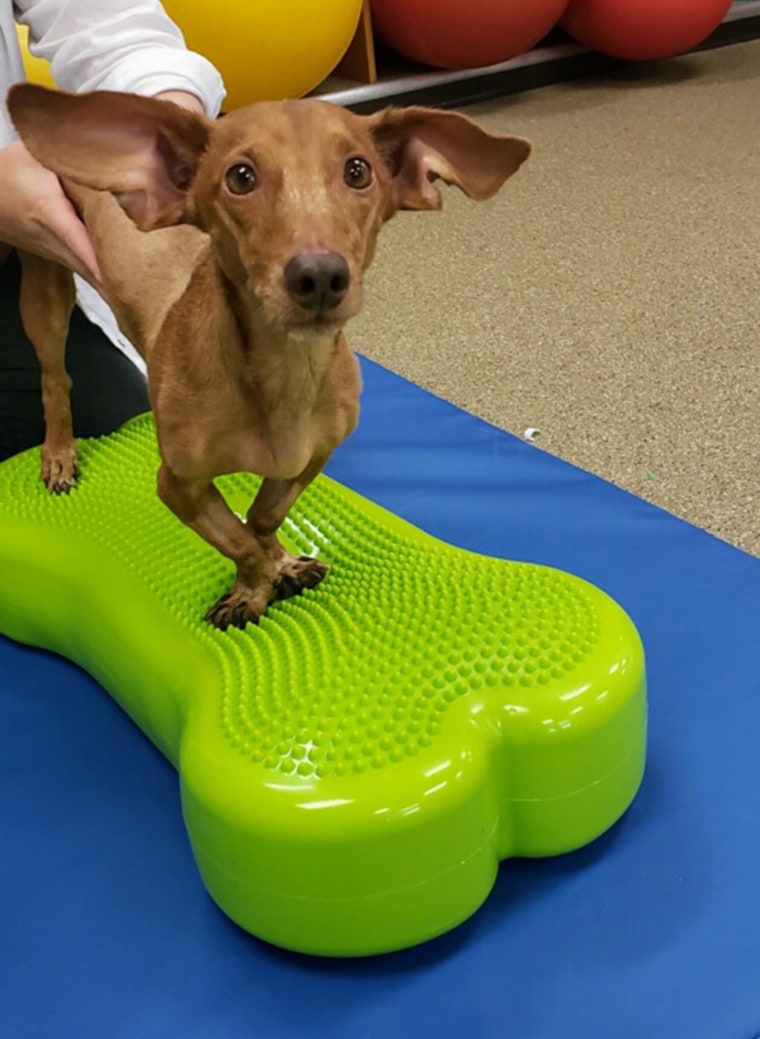After his spinal surgery, Andy the dachshund was no longer partially paralyzed.