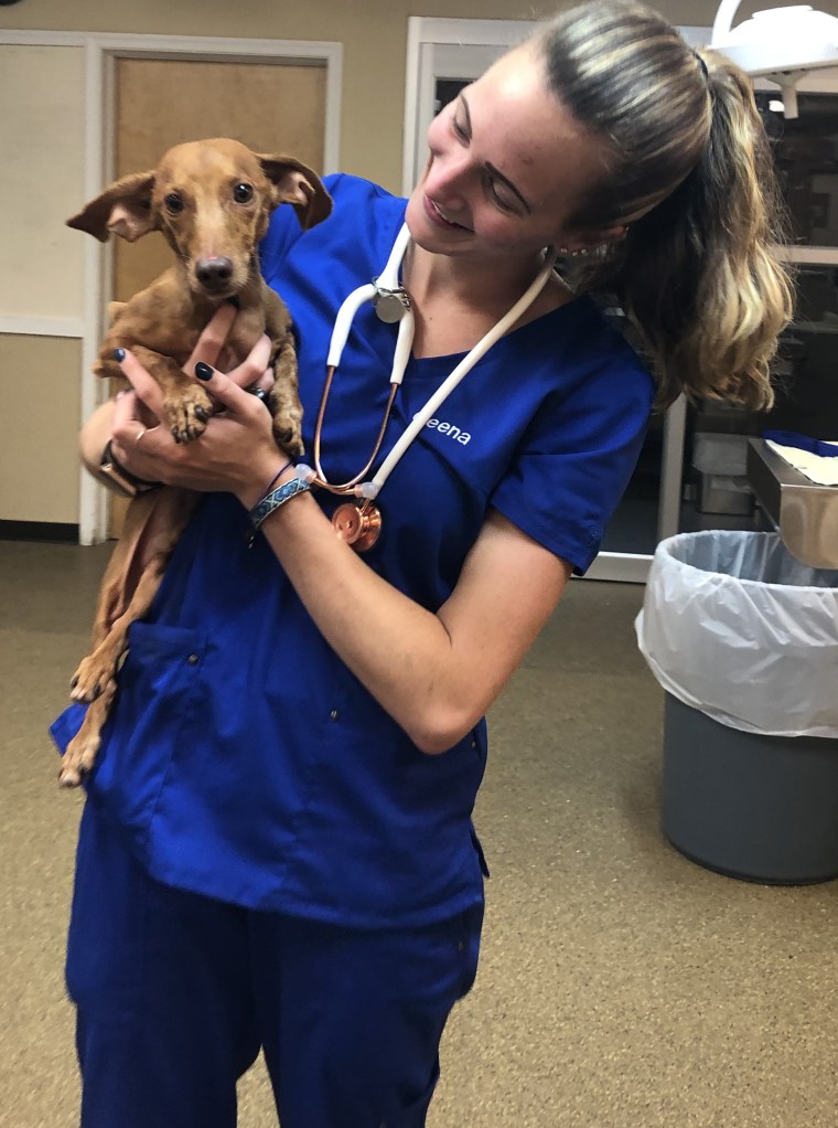 Andy the dachshund received care at Saint Francis Veterinary Center outside Philadelphia.