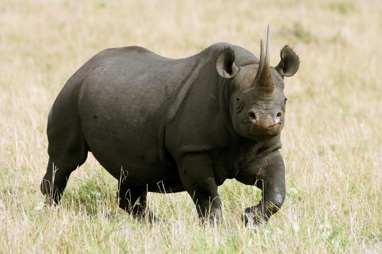 Image: Black Rhino