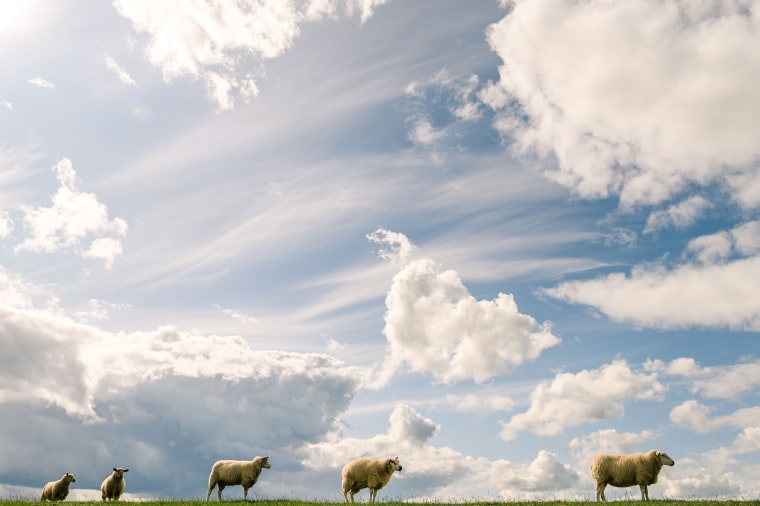 Image: BESTPIX - GERMANY-WEATHER-ANIMALS-SHEEP