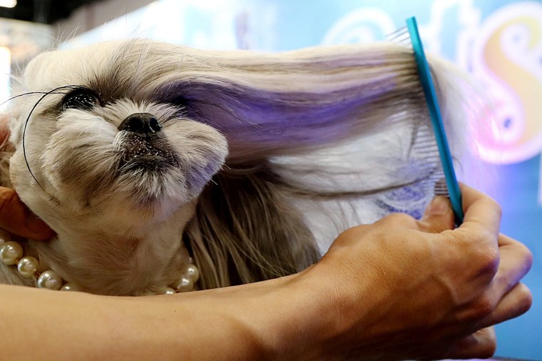 Image: A groomer combs a dog during \"Pet Experience\" in Sao Paulo