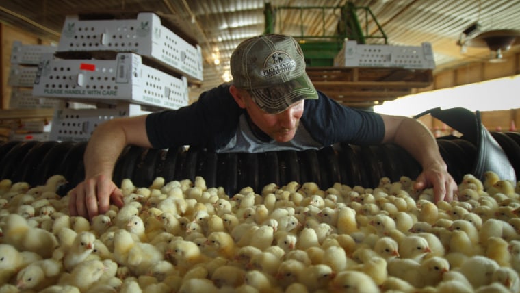 Morgan Spurlock and his new flock of baby chicks