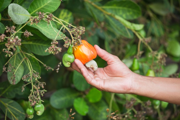 Cashew nut fruit