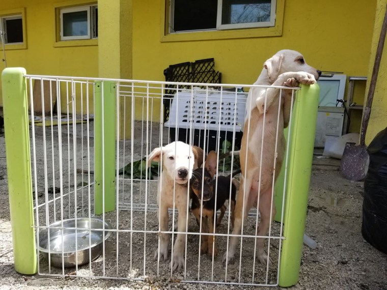 Some of the surviving puppies at Humane Society Of Grand Bahama