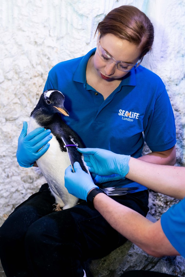 Sea Life London Aquarium's Charlotte Barcas helps place a purple identification tag on the aquarium's first Gentoo penguin to not have its gender assigned.