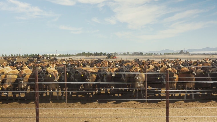 A holding pen for cattle at Coronado Dairy, one of two 65,000+ cattle-growing farms operated by Riverview LLP