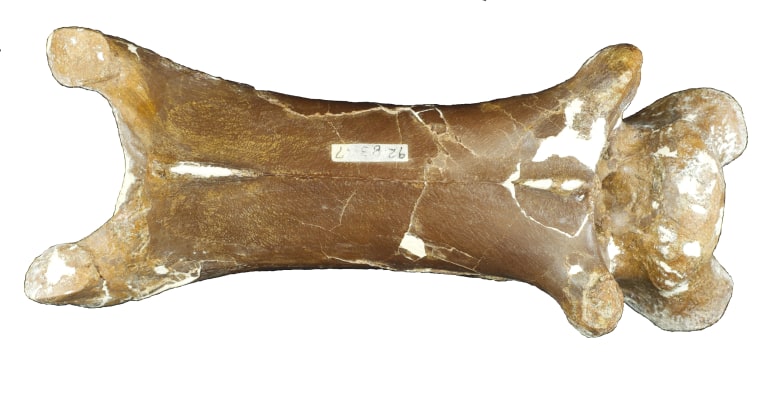 This fossilized bone from the middle of the neck of Cryodrakon boreas measures about seven inches.